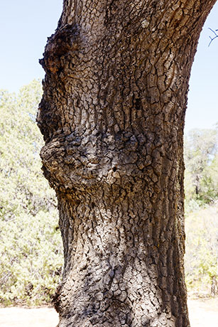 Emory Oak Quercus emoryi 