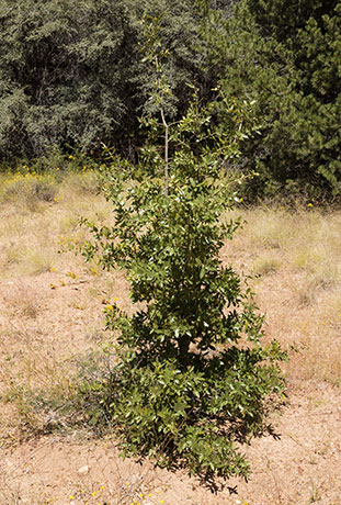 Emory Oak Quercus emoryi 