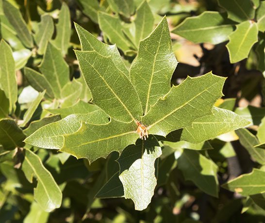 Emory Oak Quercus emoryi 