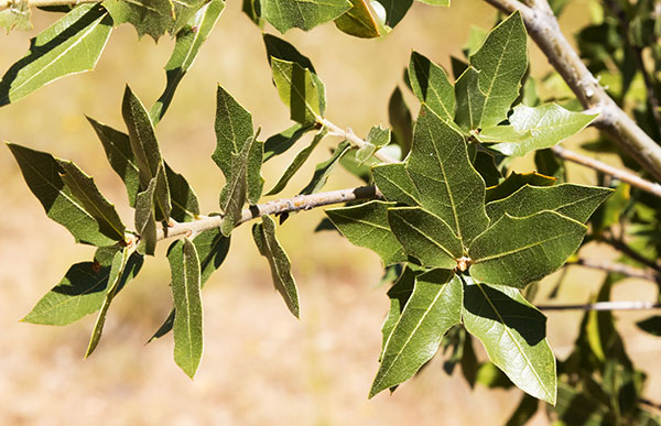 Emory Oak Quercus emoryi 