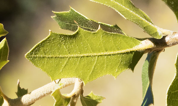 Emory Oak Quercus emoryi 