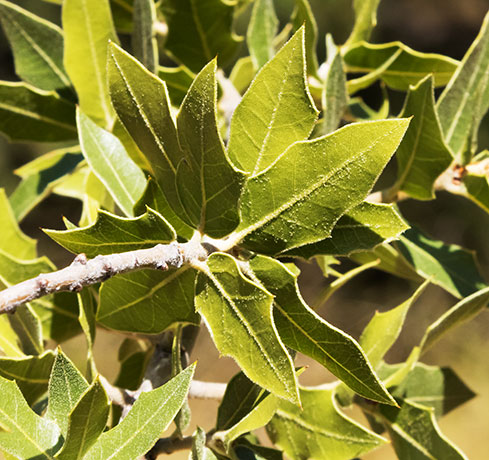 Emory Oak Quercus emoryi 