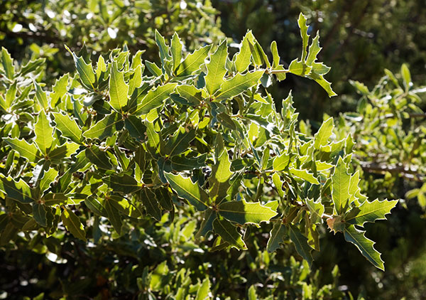 Emory Oak Quercus emoryi 