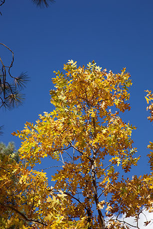 Gambel Oak Quercus gambelii 
