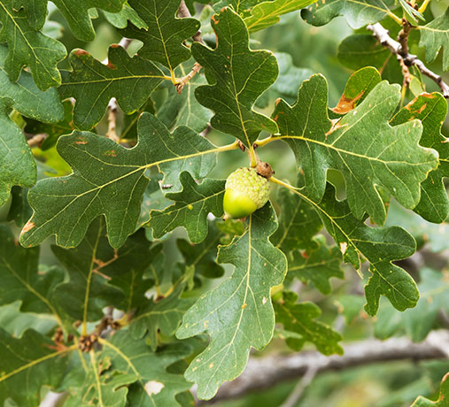 Gambel Oak Quercus gambelii 