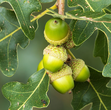 Gambel Oak Quercus gambelii 