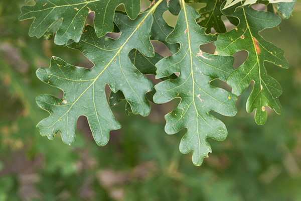 Gambel Oak Quercus gambelii 