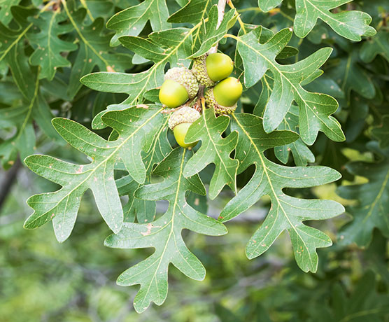 Gambel Oak Quercus gambelii 