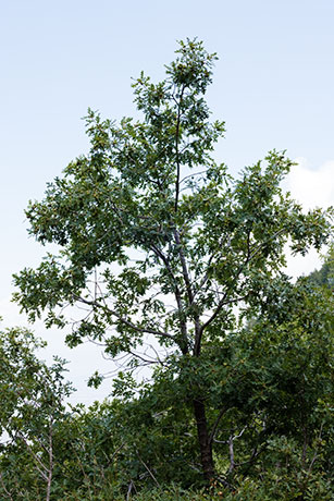 Gambel Oak Quercus gambelii 