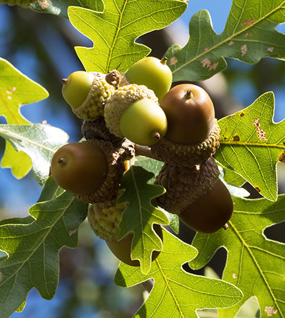 Gambel Oak Quercus gambelii 