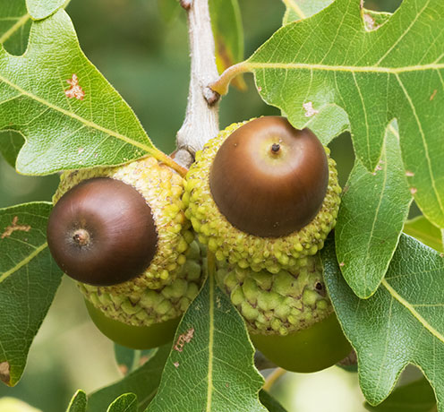 Gambel Oak Quercus gambelii 