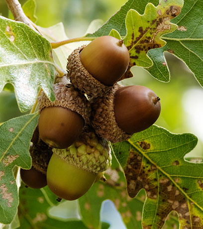 Gambel Oak Quercus gambelii 