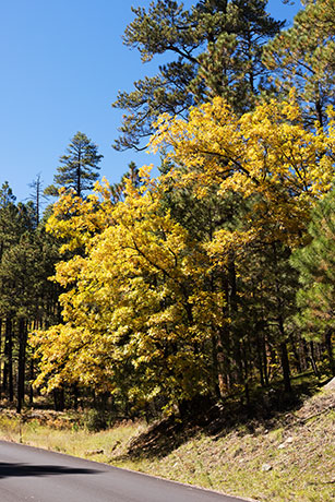 Gambel Oak Quercus gambelii 