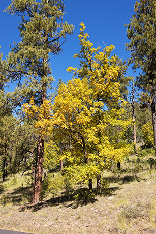 Gambel Oak Quercus gambelii 