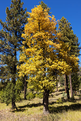 Gambel Oak Quercus gambelii 
