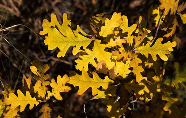 Gambel Oak Quercus gambelii 