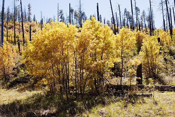 Gambel Oak Quercus gambelii 