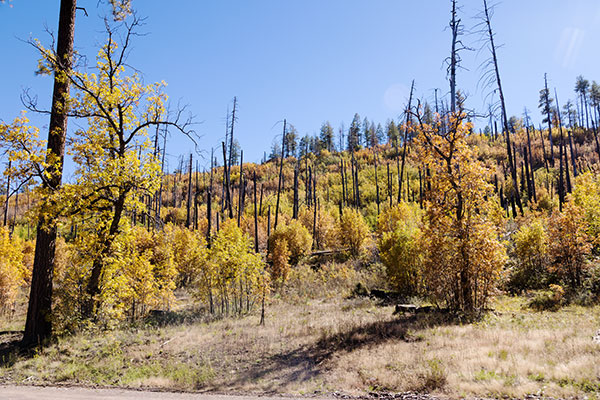 Gambel Oak Quercus gambelii 