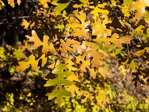 Gambel Oak Quercus gambelii 