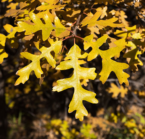 Gambel Oak Quercus gambelii 