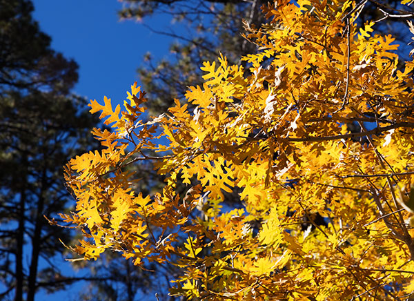 Gambel Oak Quercus gambelii 
