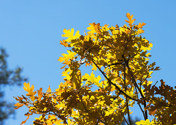 Gambel Oak Quercus gambelii 