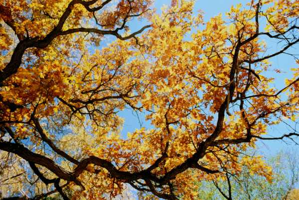 Gambel Oak Quercus gambelii