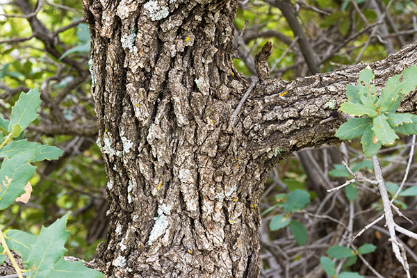 Unidentified Oak Quercus sp. 