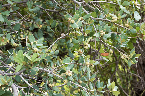 Unidentified Oak Quercus sp. 