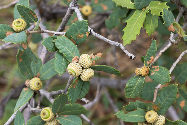Unidentified Oak Quercus sp. 