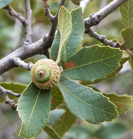 Unidentified Oak Quercus sp. 