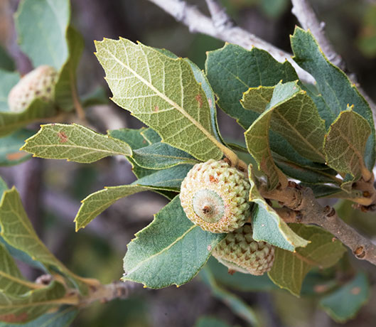 Unidentified Oak Quercus sp. 