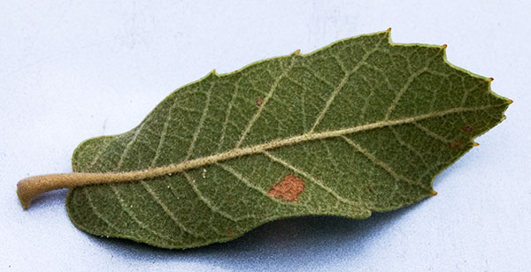 Unidentified Oak Quercus sp. 