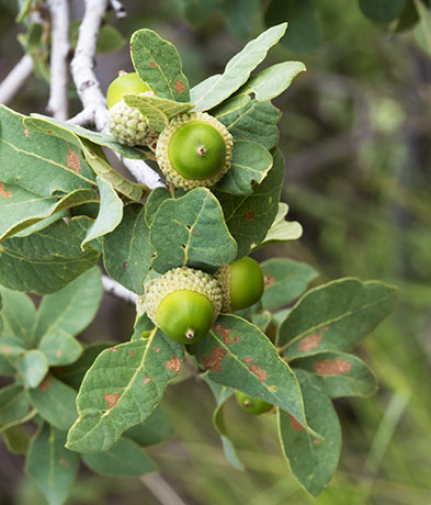 Unidentified Oak Quercus sp. 