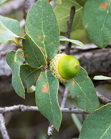 Unidentified Oak Quercus sp. 