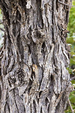 Unidentified Oak Quercus sp. 