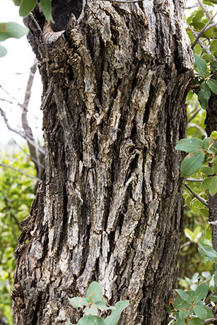 Unidentified Oak Quercus sp. 