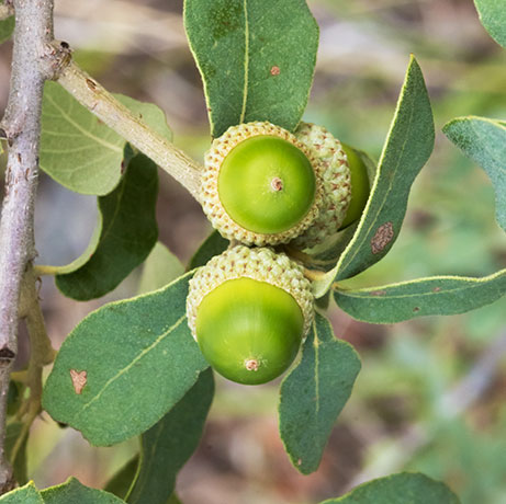 Unidentified Oak Quercus sp. 