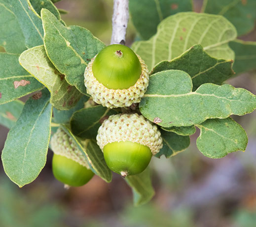 Unidentified Oak Quercus sp. 