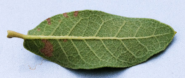 Unidentified Oak Quercus sp. 