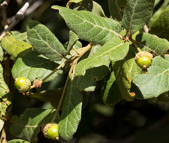 Netleaf Oak Quercus rugosa 