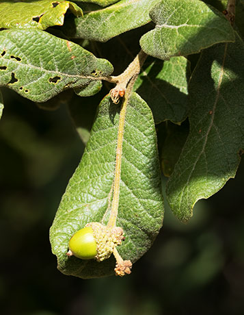 Netleaf Oak Quercus rugosa 