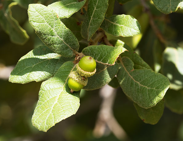 Netleaf Oak Quercus rugosa 