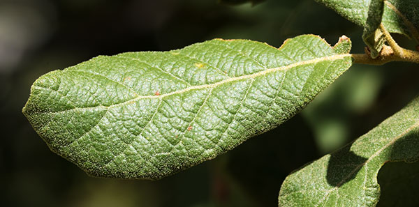 Netleaf Oak Quercus rugosa 