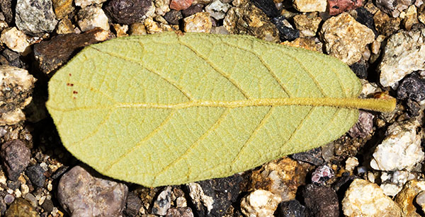 Netleaf Oak Quercus rugosa 