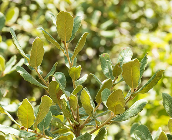 Netleaf Oak Quercus rugosa 
