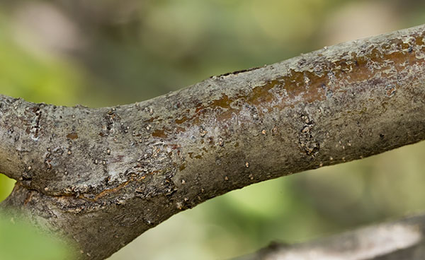 Netleaf Oak Quercus rugosa 