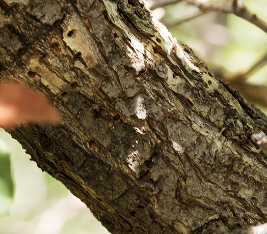 Netleaf Oak Quercus rugosa 