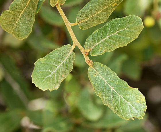 Netleaf Oak Quercus rugosa 