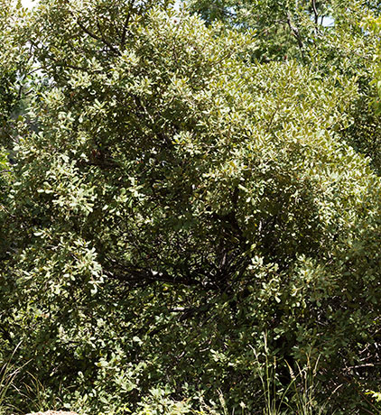Netleaf Oak Quercus rugosa 